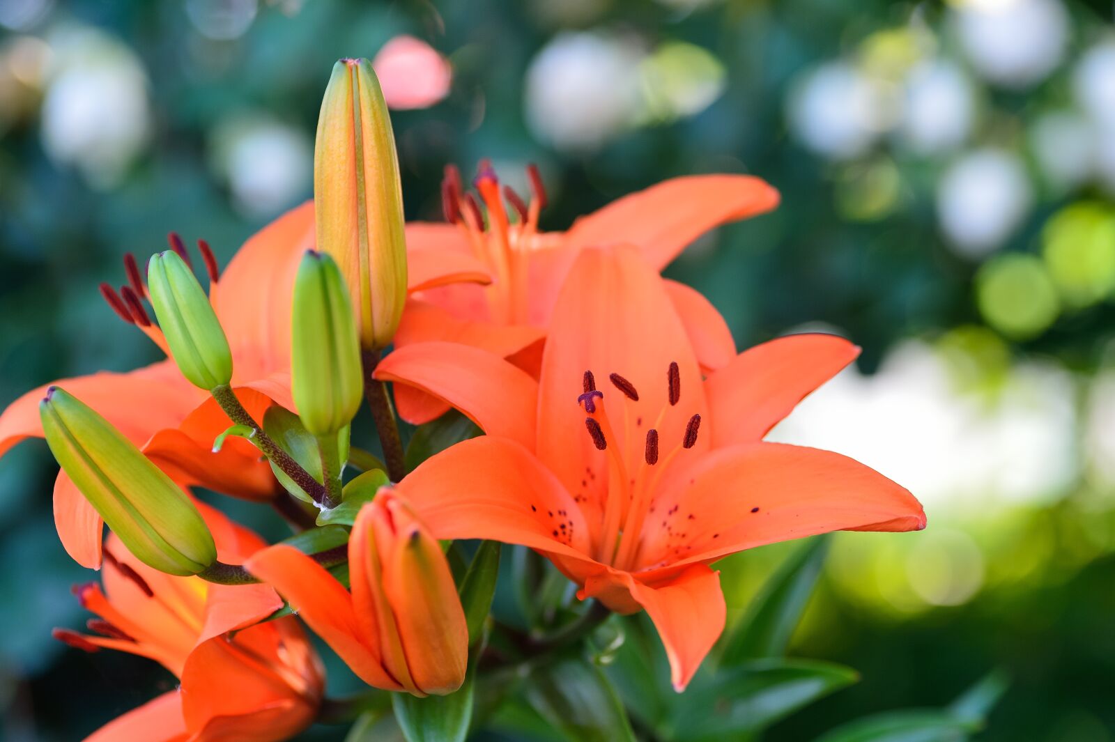 Nikon Df sample photo. Natural, plant, flowers photography