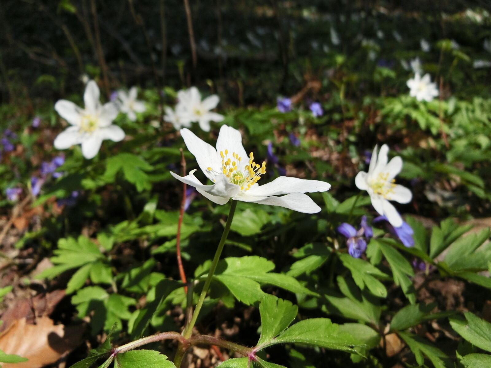 CASIO EX-ZR750 sample photo. Wood anemone, blossom, bloom photography