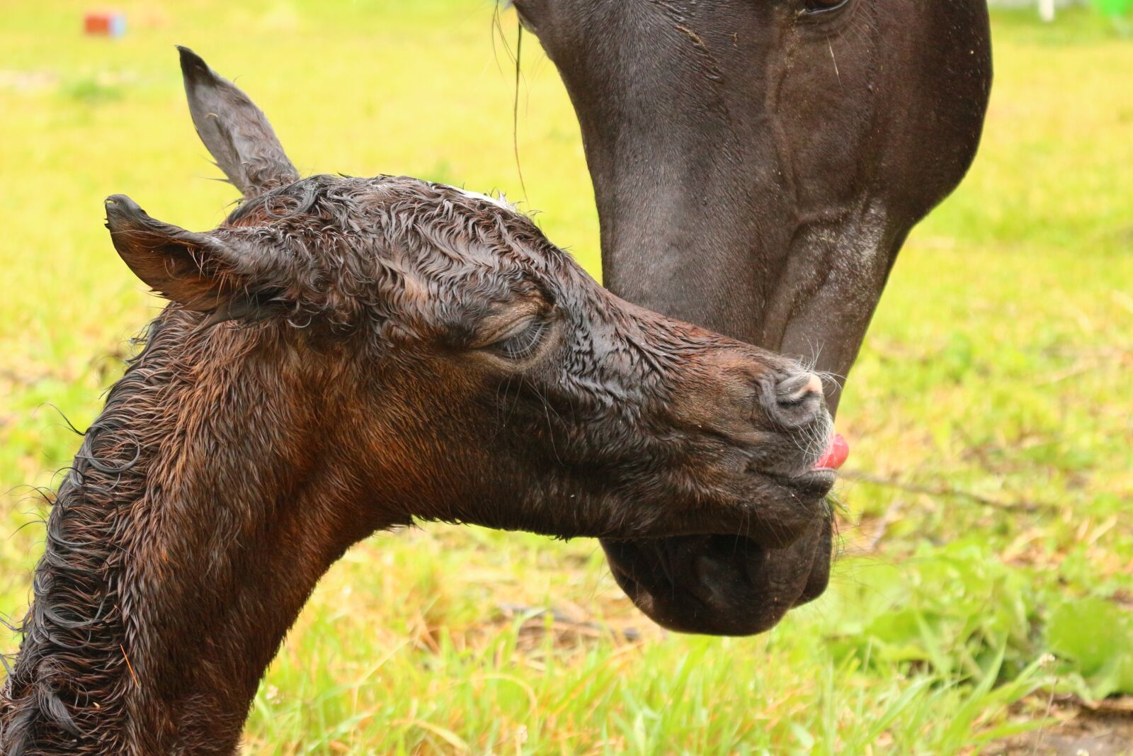 Canon EOS 100D (EOS Rebel SL1 / EOS Kiss X7) sample photo. Horse, foal, suckling photography