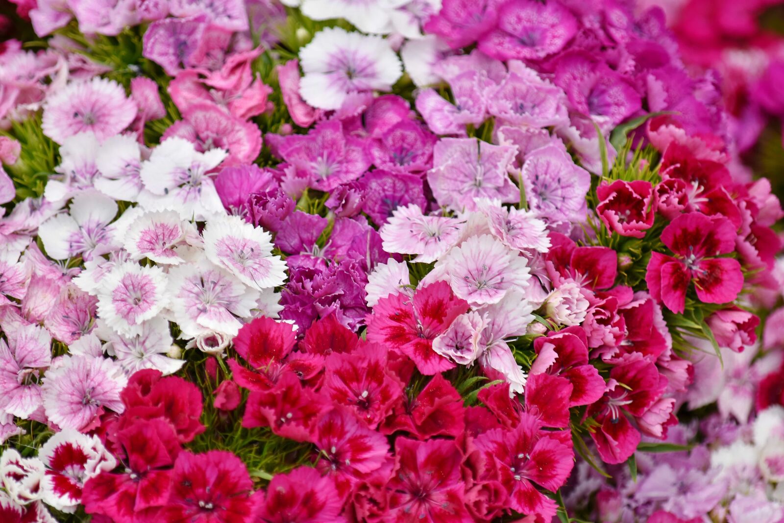Nikon D5500 sample photo. Bouquet, carnation, pinkish, purplish photography
