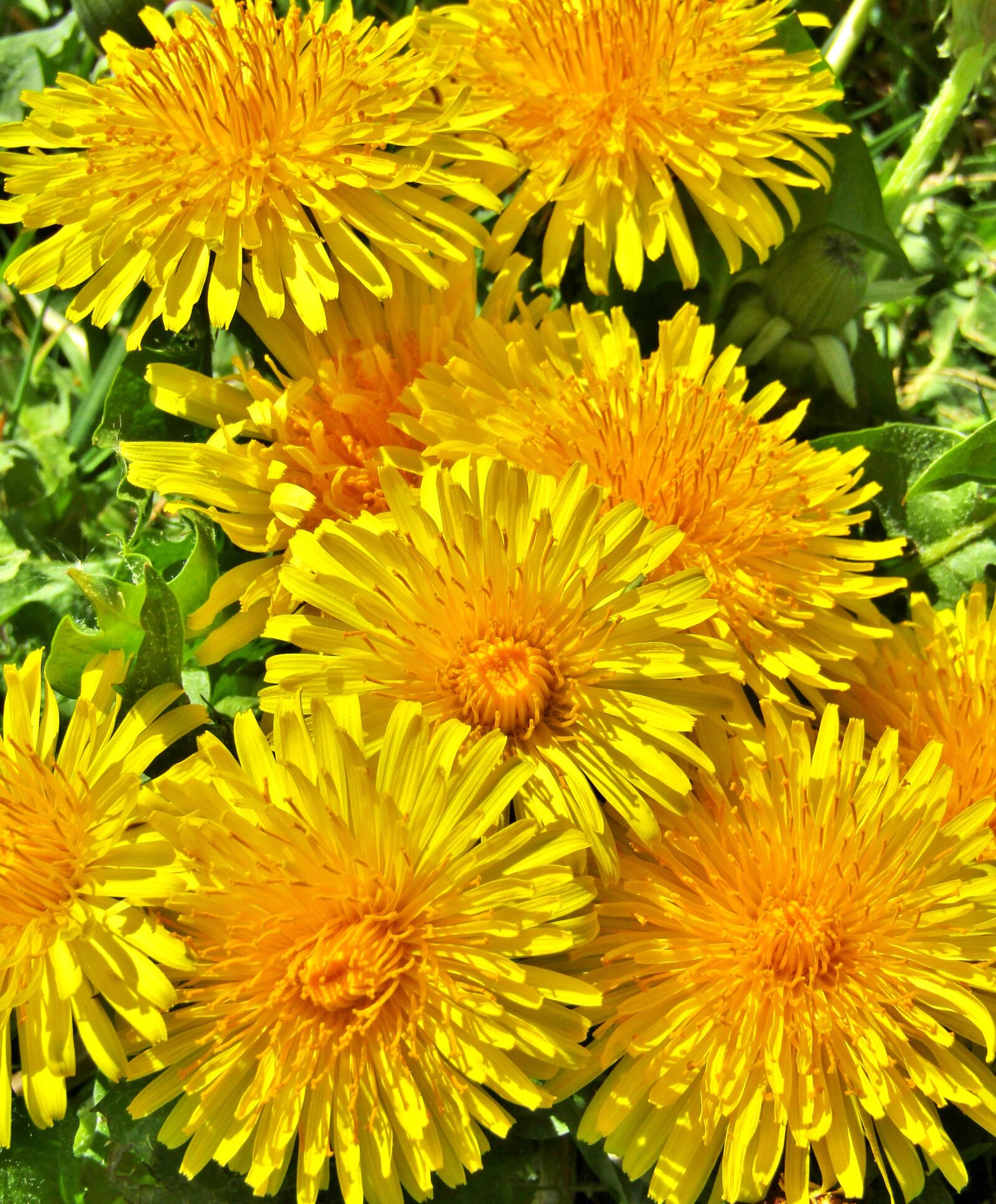 Canon POWERSHOT SX432 IS sample photo. Dandelion, bud, close up photography