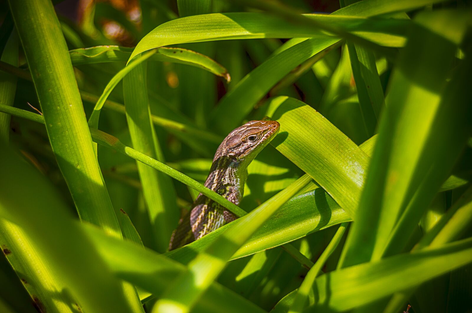 Nikon D3200 sample photo. Lizard, reptile, animal photography