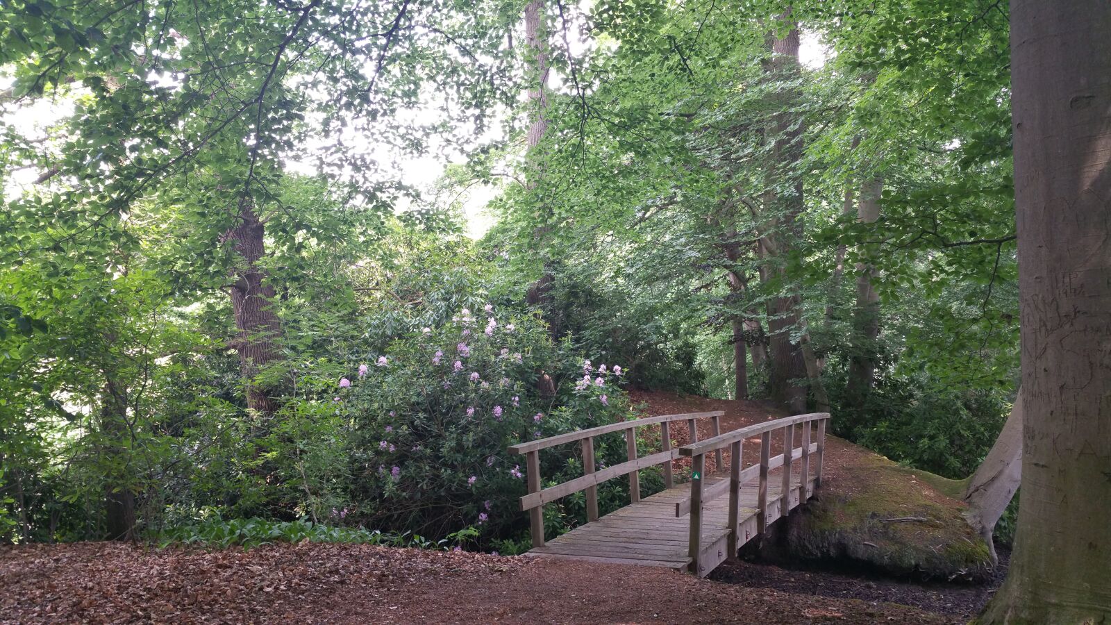 Samsung Galaxy Note4 sample photo. Forest, forest path, bridge photography