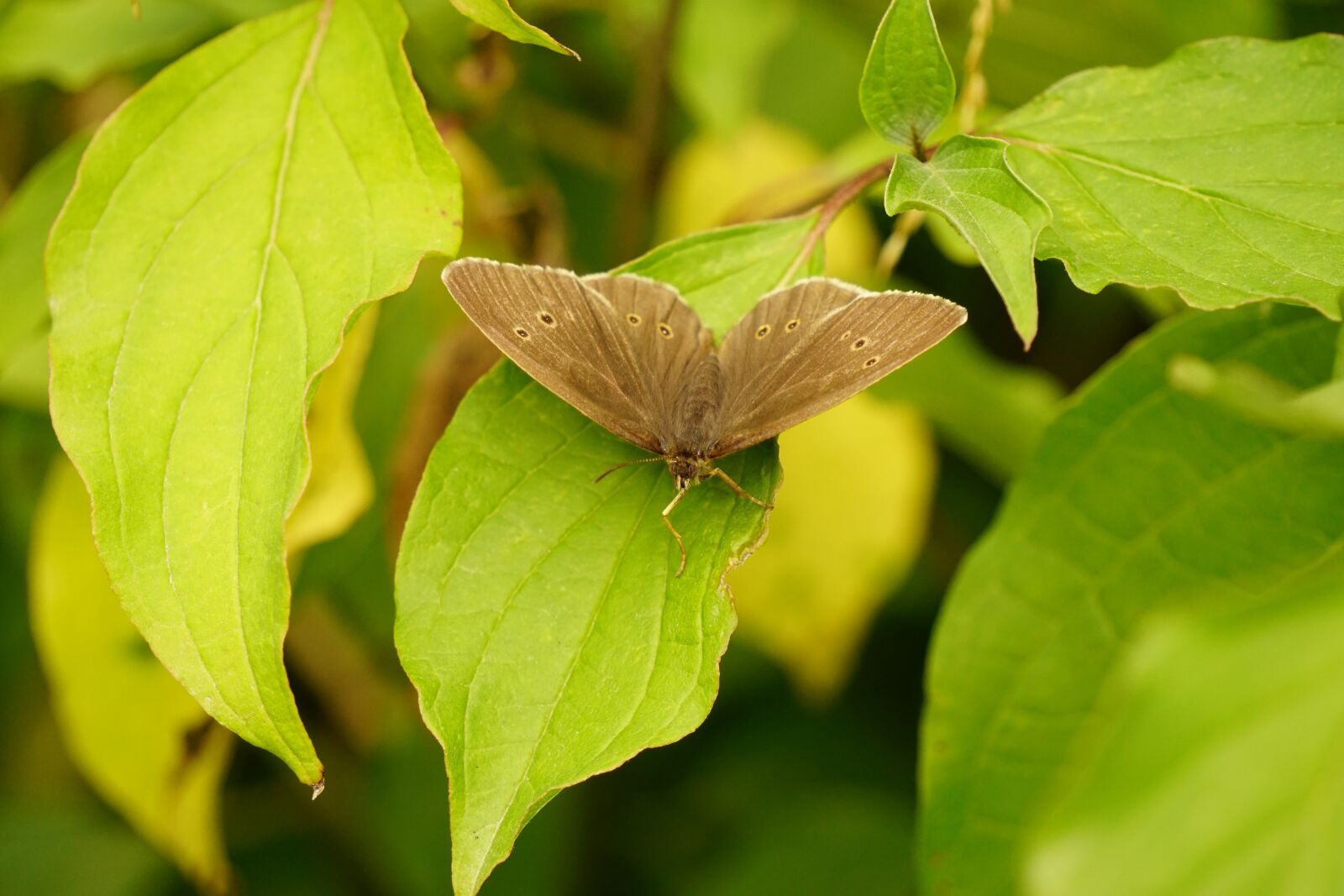 Sony E 55-210mm F4.5-6.3 OSS sample photo. Butterfly, insect, nature photography