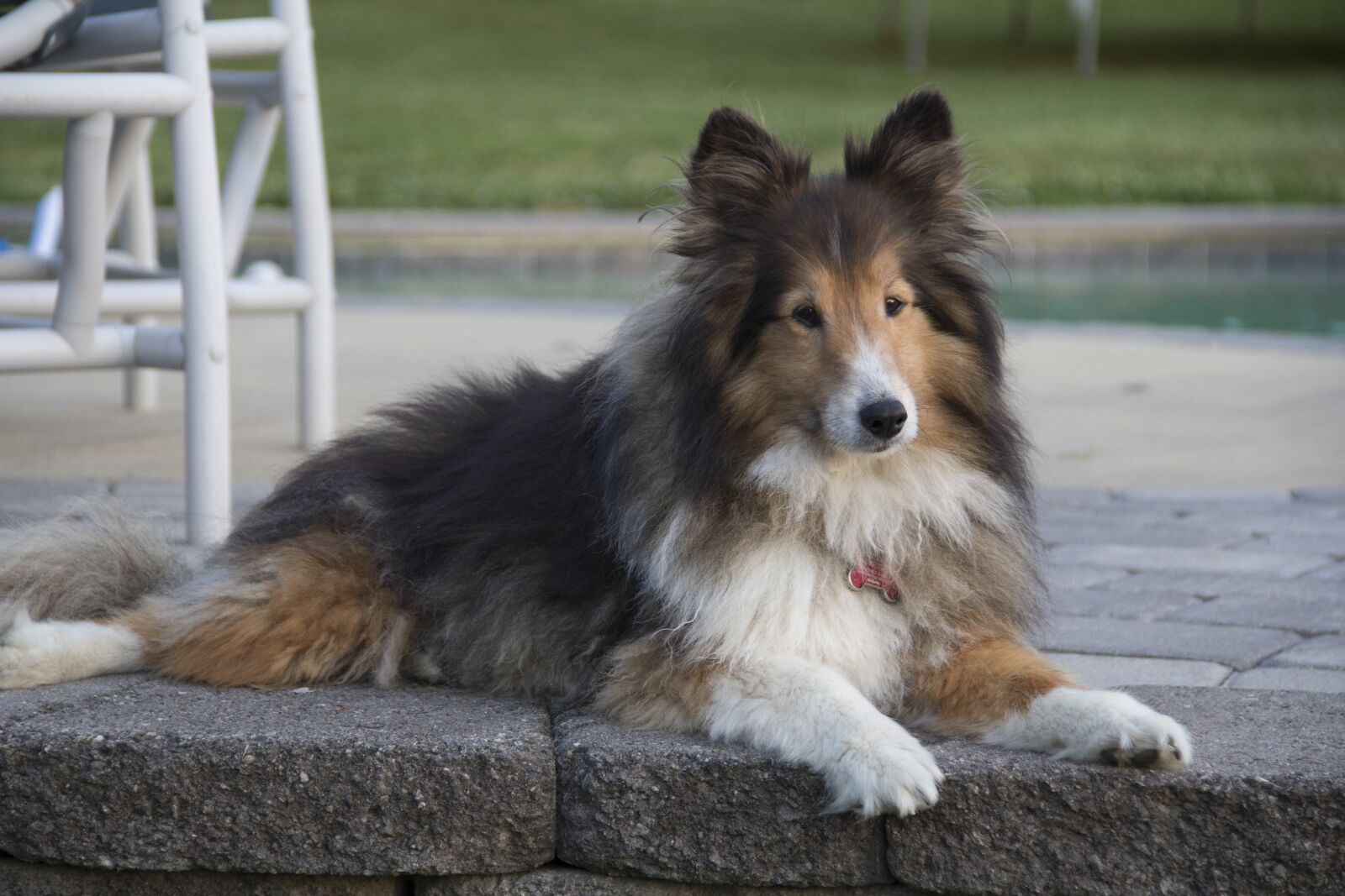 Canon EOS 60D sample photo. Dog, sheltie, shetland sheepdog photography