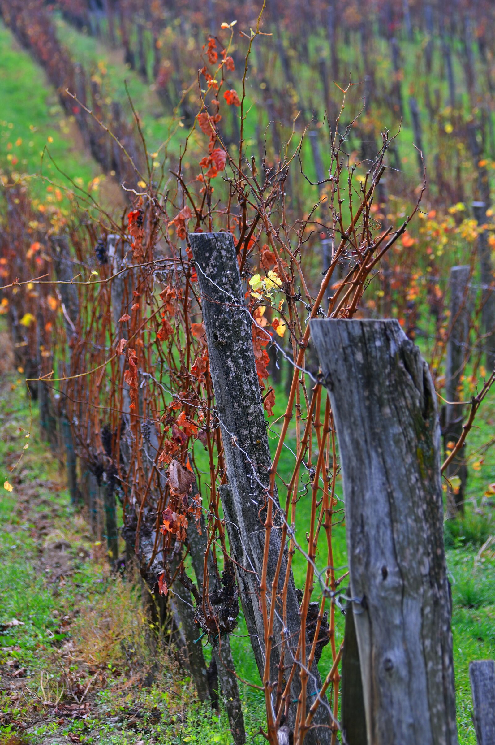 Nikon D3200 sample photo. Autumn, autumn landscape, autumn photography