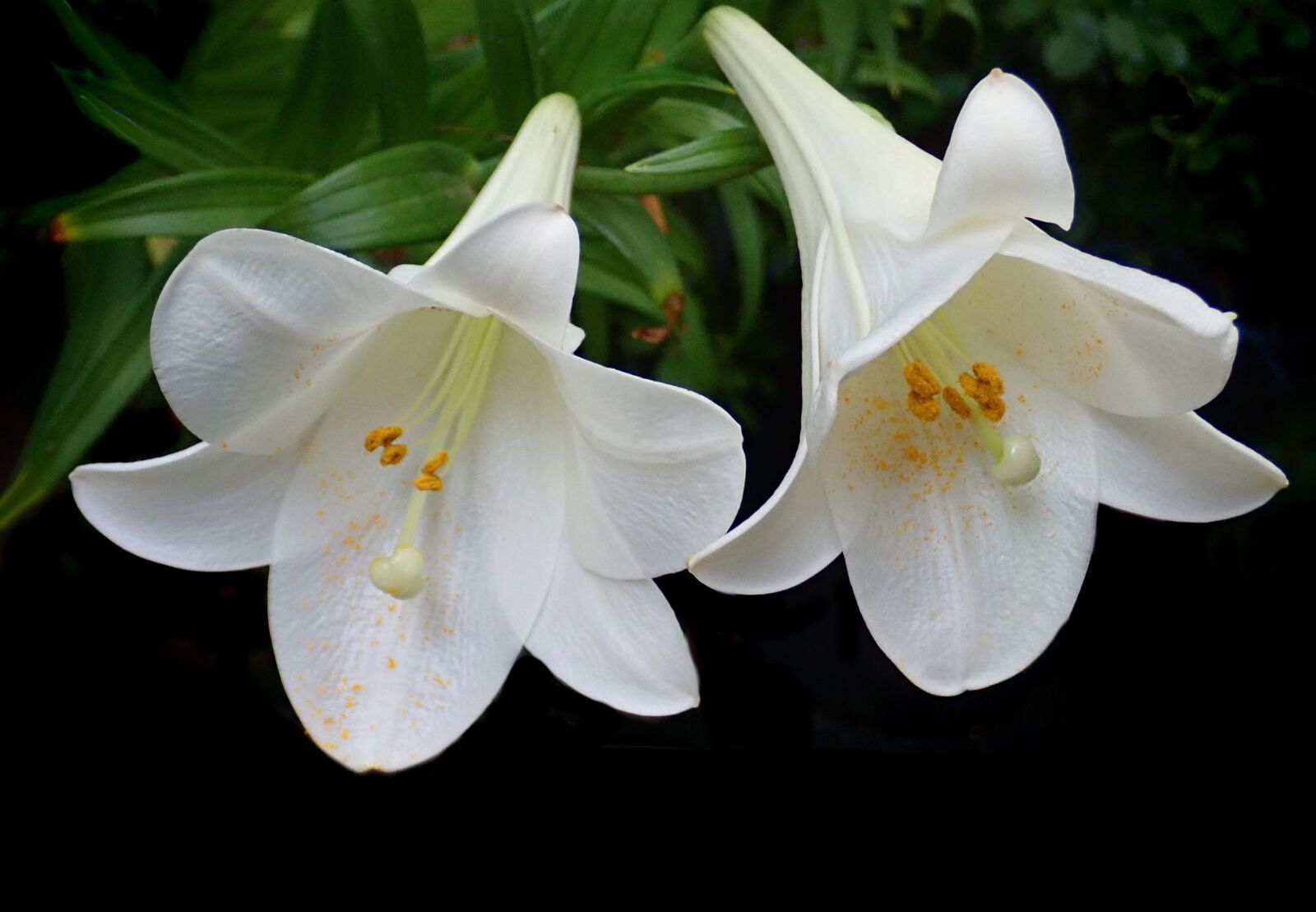 Olympus TG-5 sample photo. Flowers, beautiful, blooms photography