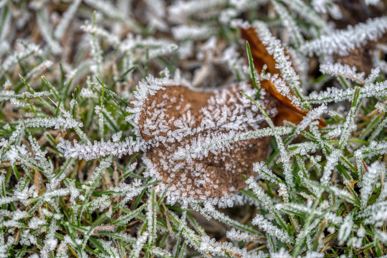 Nikon D750 sample photo. Winter, cold, freezer photography