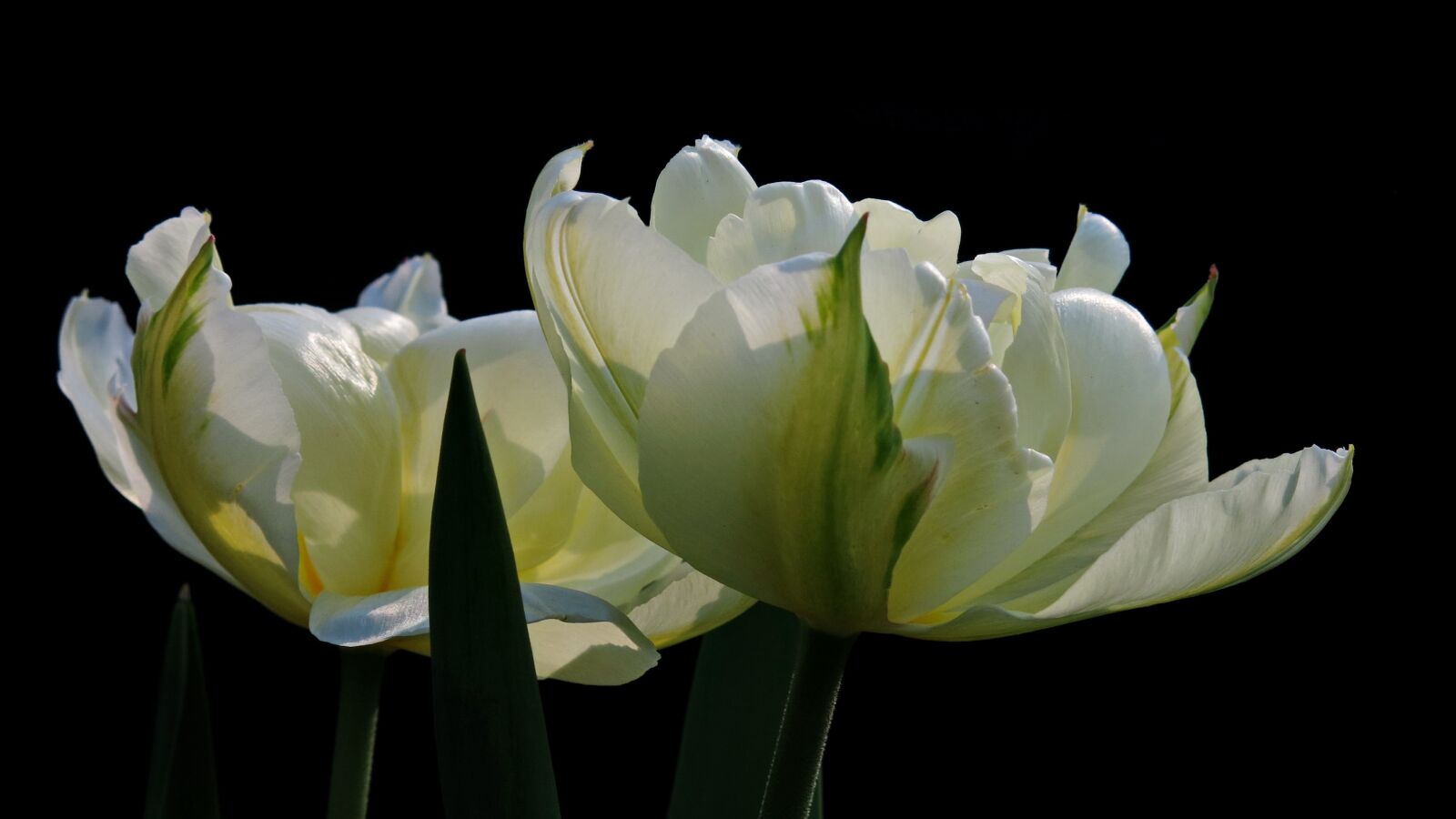 Canon PowerShot G15 sample photo. Tulip, exotic emperor, fosterina photography