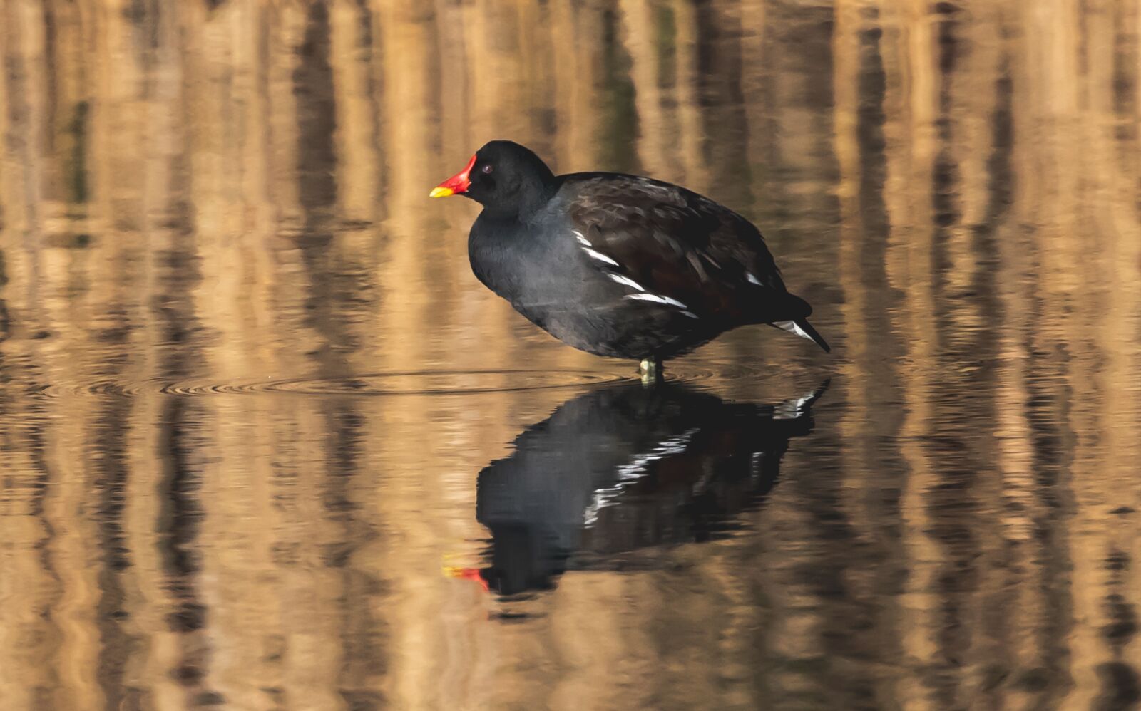 Canon EOS 7D Mark II sample photo. Moorhen, reflection, standing photography