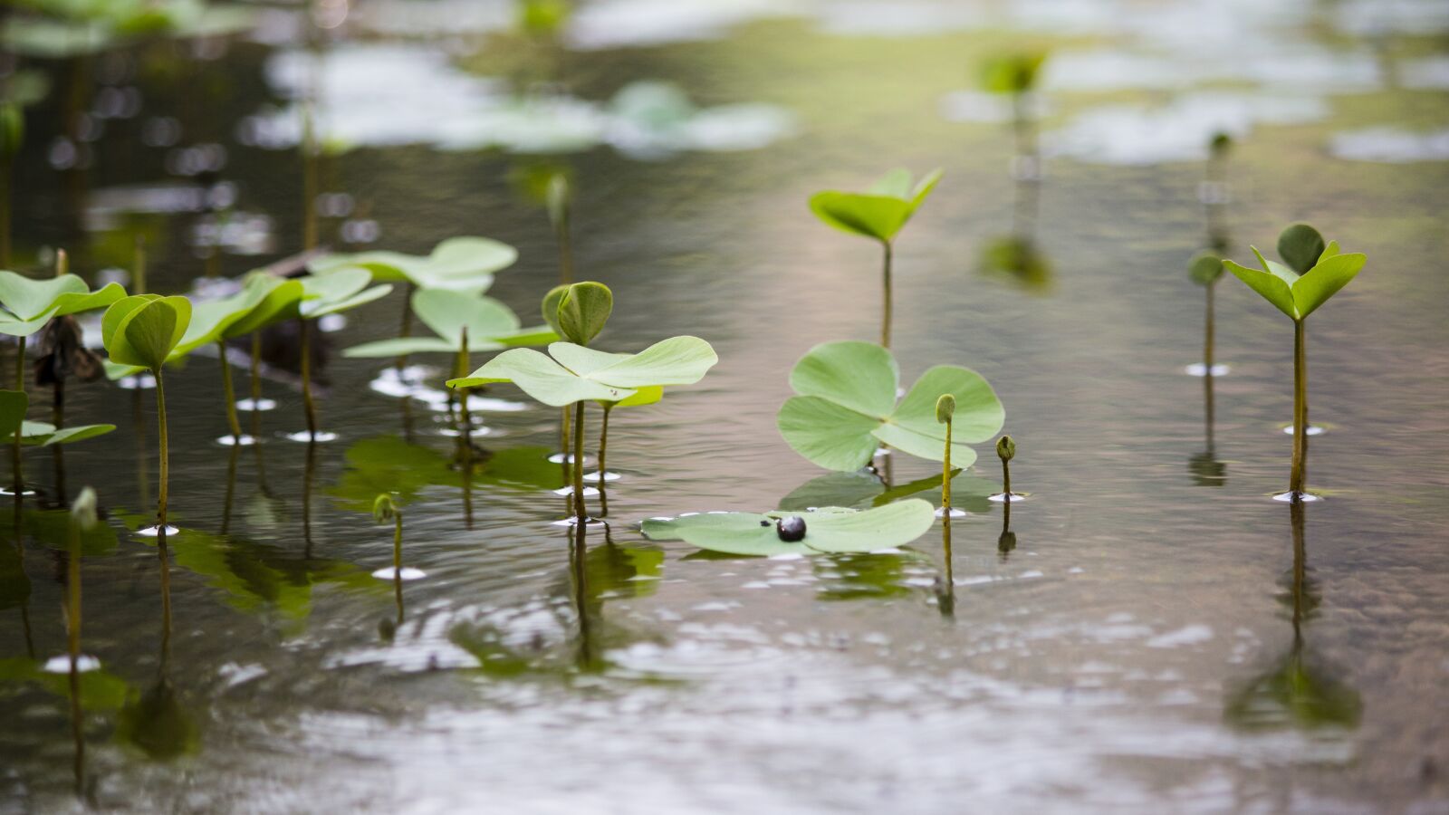 Canon EOS 700D (EOS Rebel T5i / EOS Kiss X7i) sample photo. Nature, green, lakeside photography