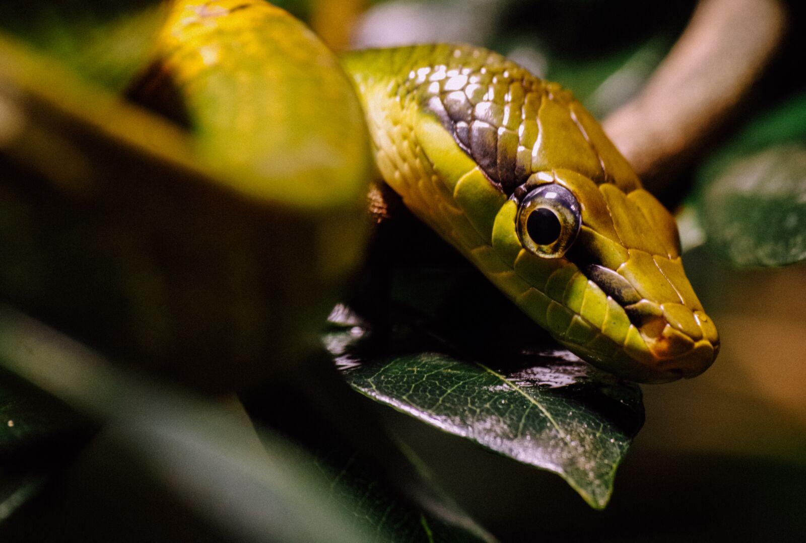 Pentax K-30 sample photo. Snake, tree snake, reptile photography