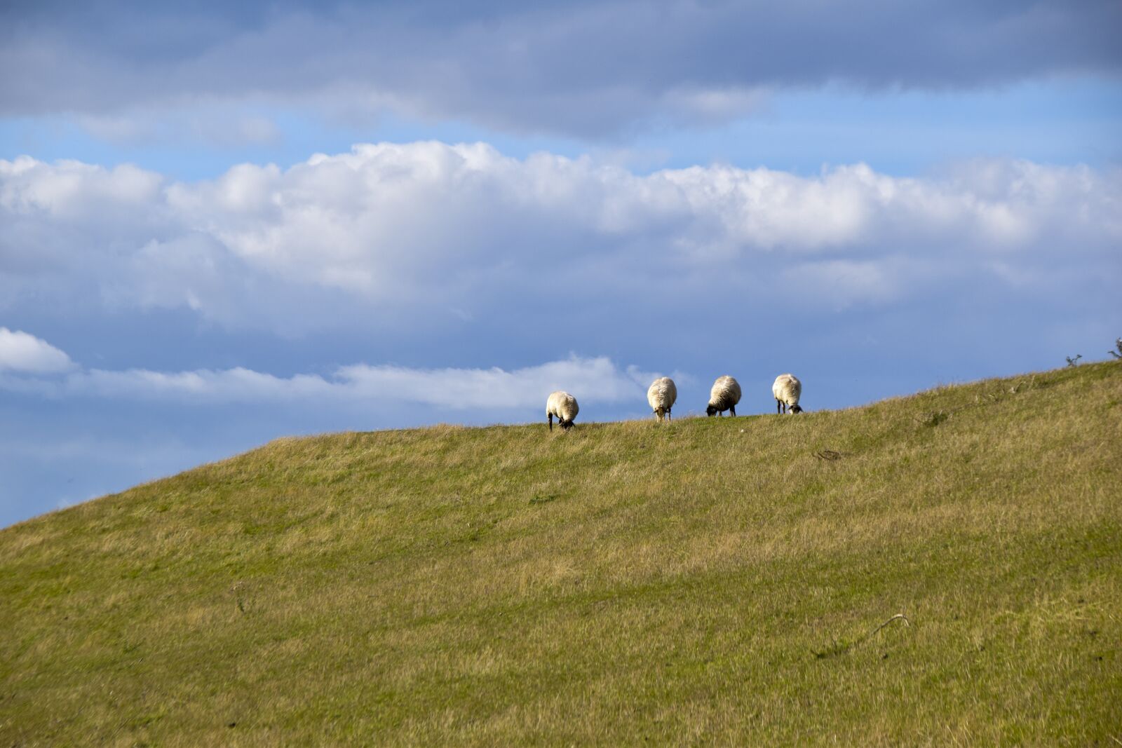 Nikon D5300 sample photo. Sheep, dike, grass photography