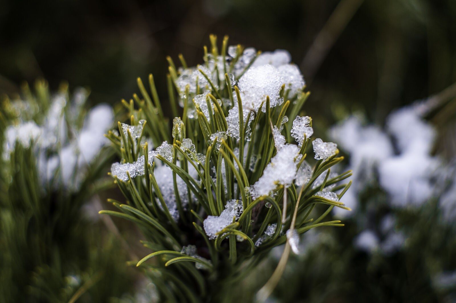 KONICA MINOLTA DYNAX 7D sample photo. Green, outdoors, snow photography
