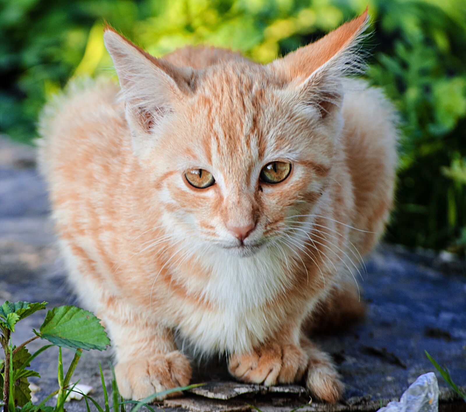 Nikon D3000 sample photo. Cat, animal, pussycat photography