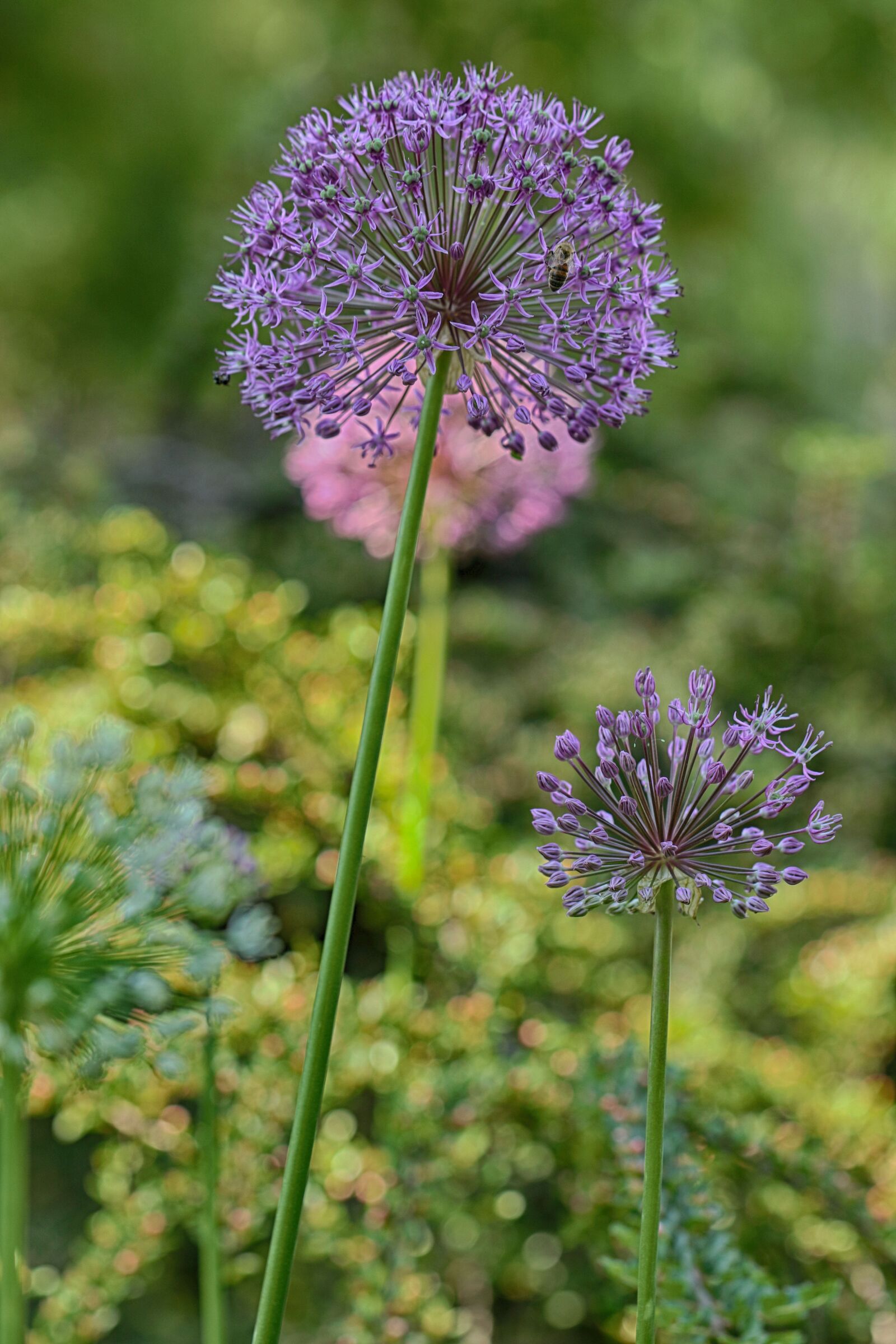 Canon EOS 7D Mark II sample photo. Flower, garden flower, floral photography