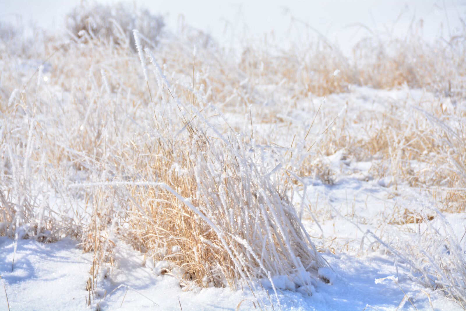Nikon D5200 sample photo. Alberta, grass, winter photography
