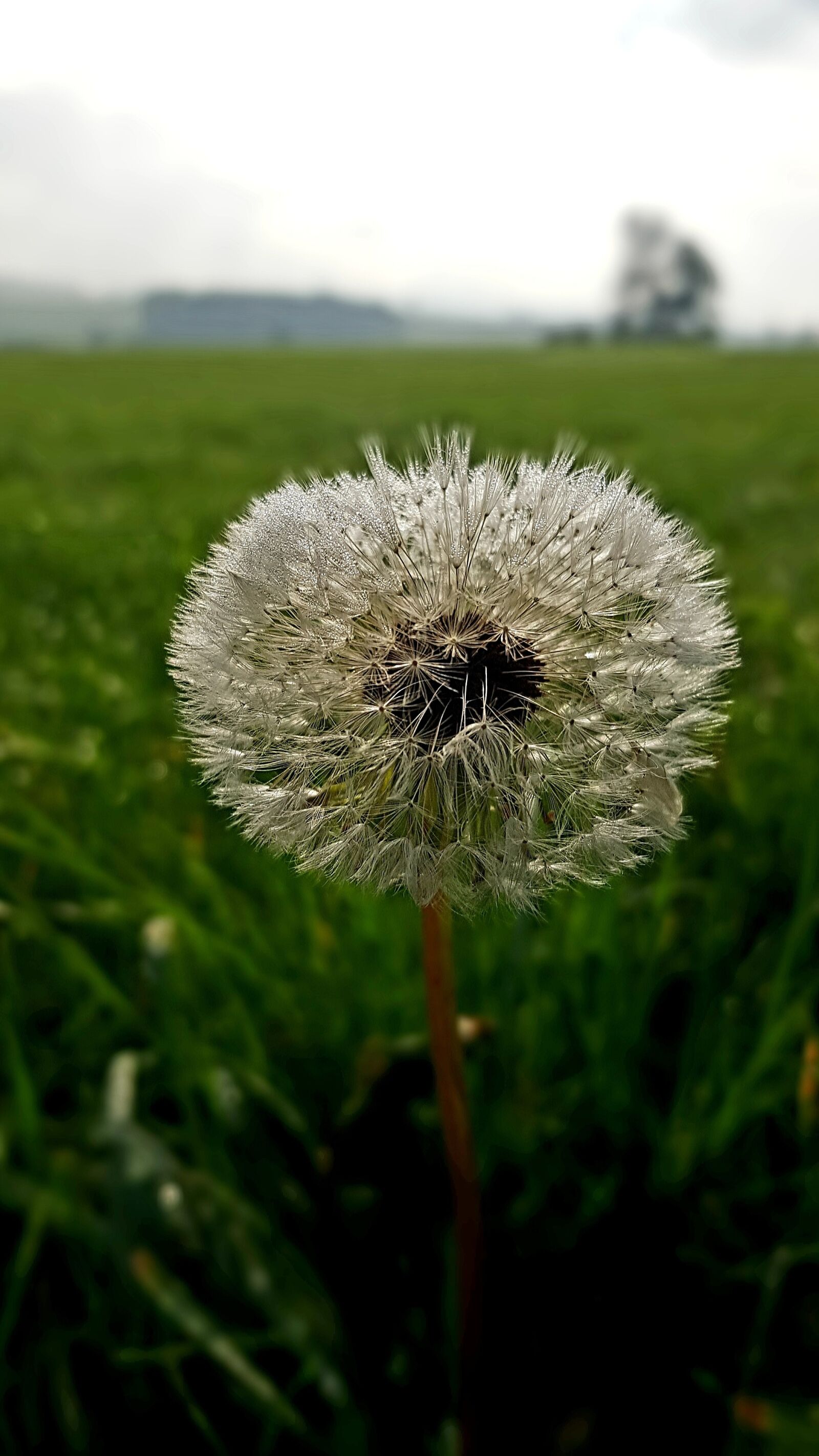 Samsung Galaxy S7 Edge sample photo. Dandelion, meadow, dew photography