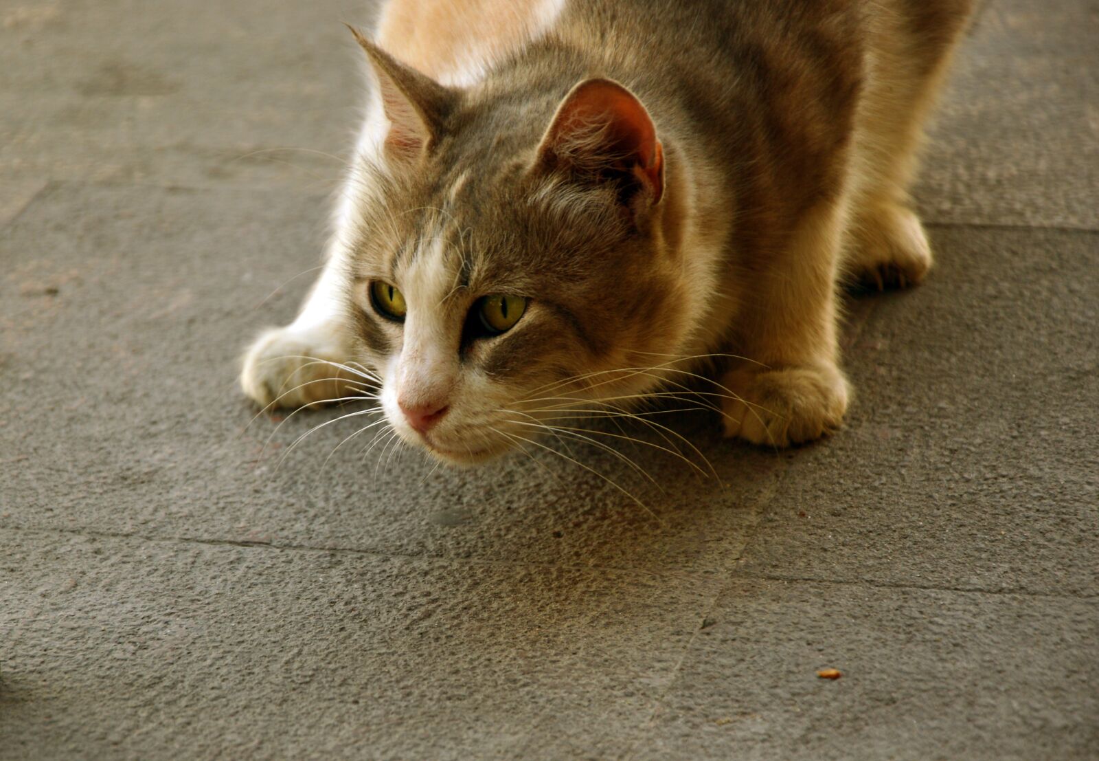 Nikon D3200 sample photo. Animal, cat, pet photography