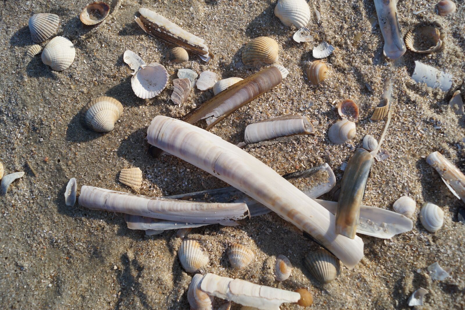 Sony DT 18-55mm F3.5-5.6 SAM II sample photo. Mussels, beach, sand photography