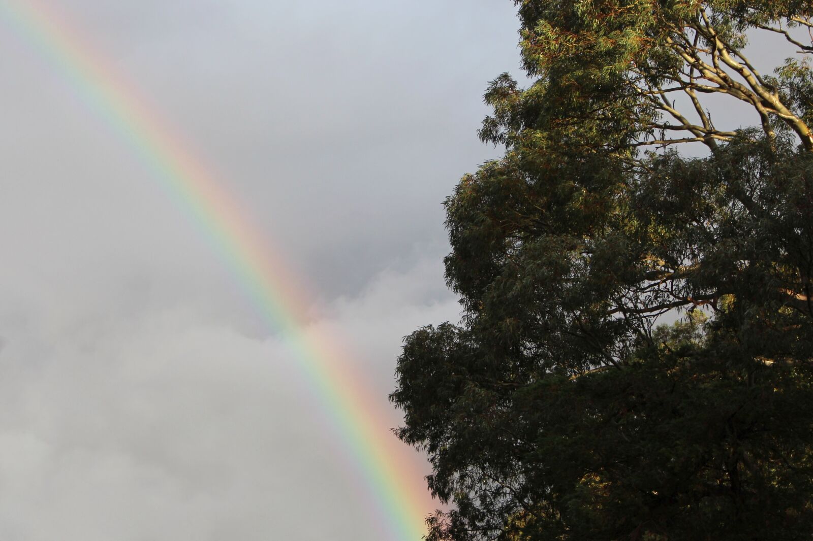 Canon EOS 700D (EOS Rebel T5i / EOS Kiss X7i) + Canon EF-S 18-55mm F3.5-5.6 IS STM sample photo. Rainbow, clouds, eucalyptus tree photography