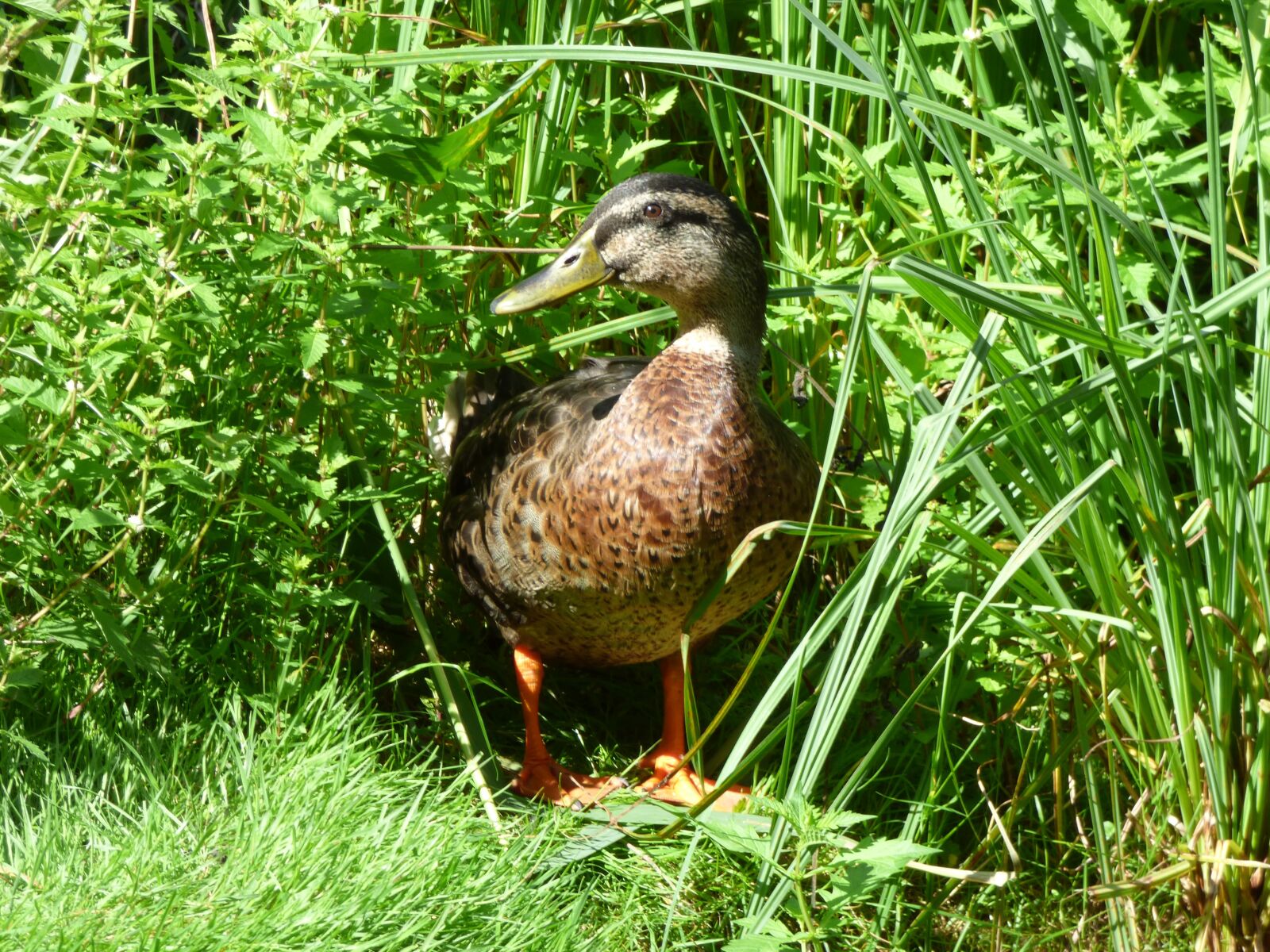 Panasonic DMC-FZ72 sample photo. Duck, mallard, hidden photography
