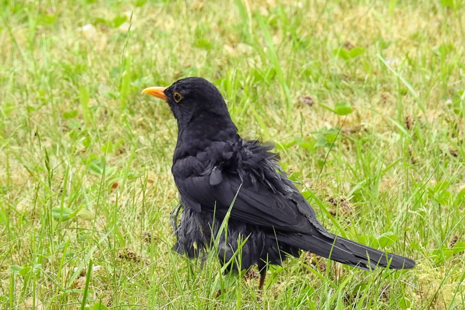 Nikon Coolpix P900 sample photo. Bird, blackbird, young bird photography