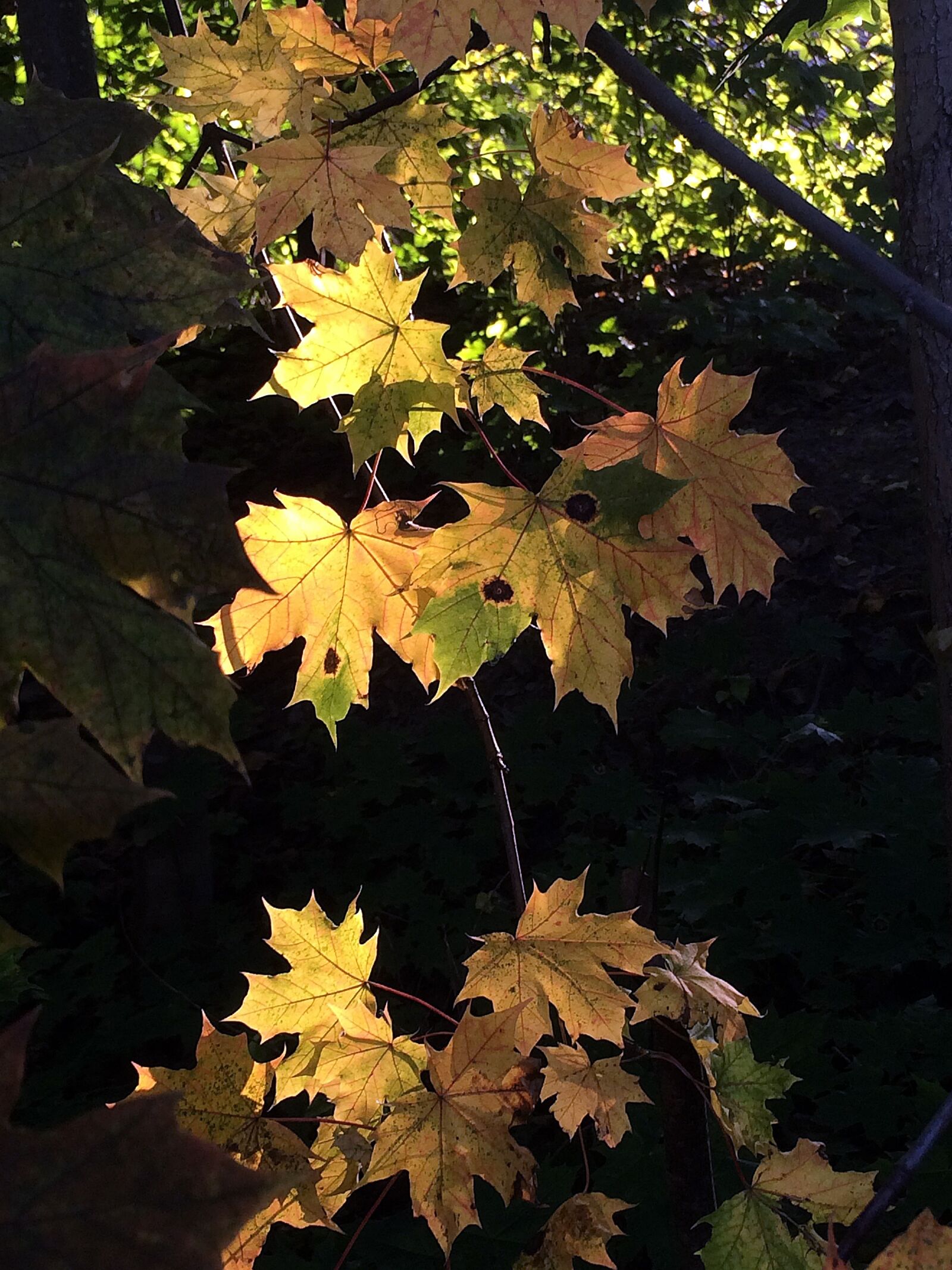 iPhone 5s back camera 4.12mm f/2.2 sample photo. Maple, september leaves, autumn photography
