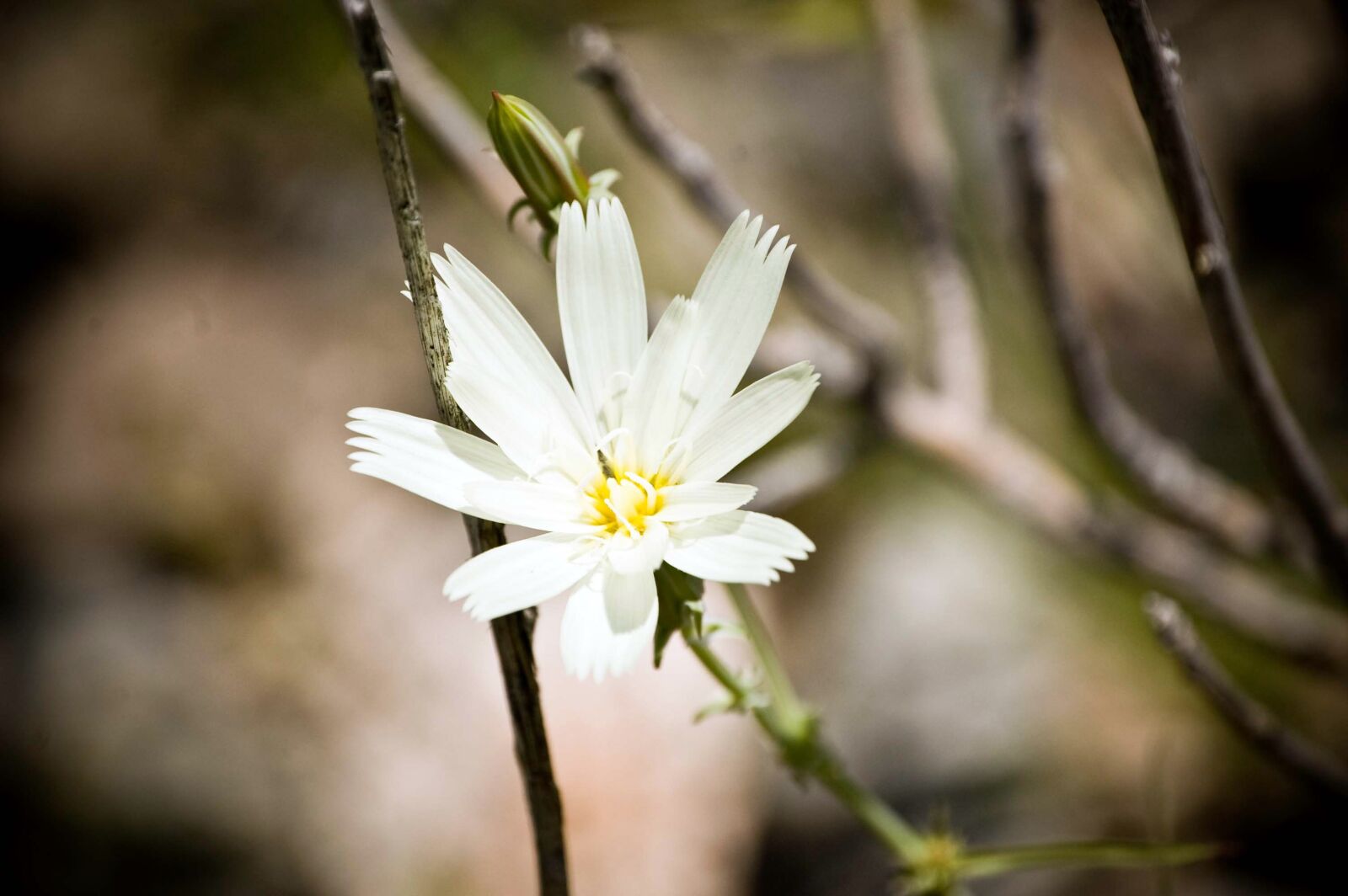 Nikon D40 sample photo. White, flower, bloom photography