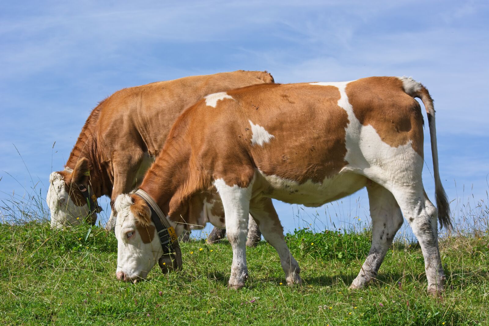 Nikon D7100 sample photo. Cows, graze, eat photography