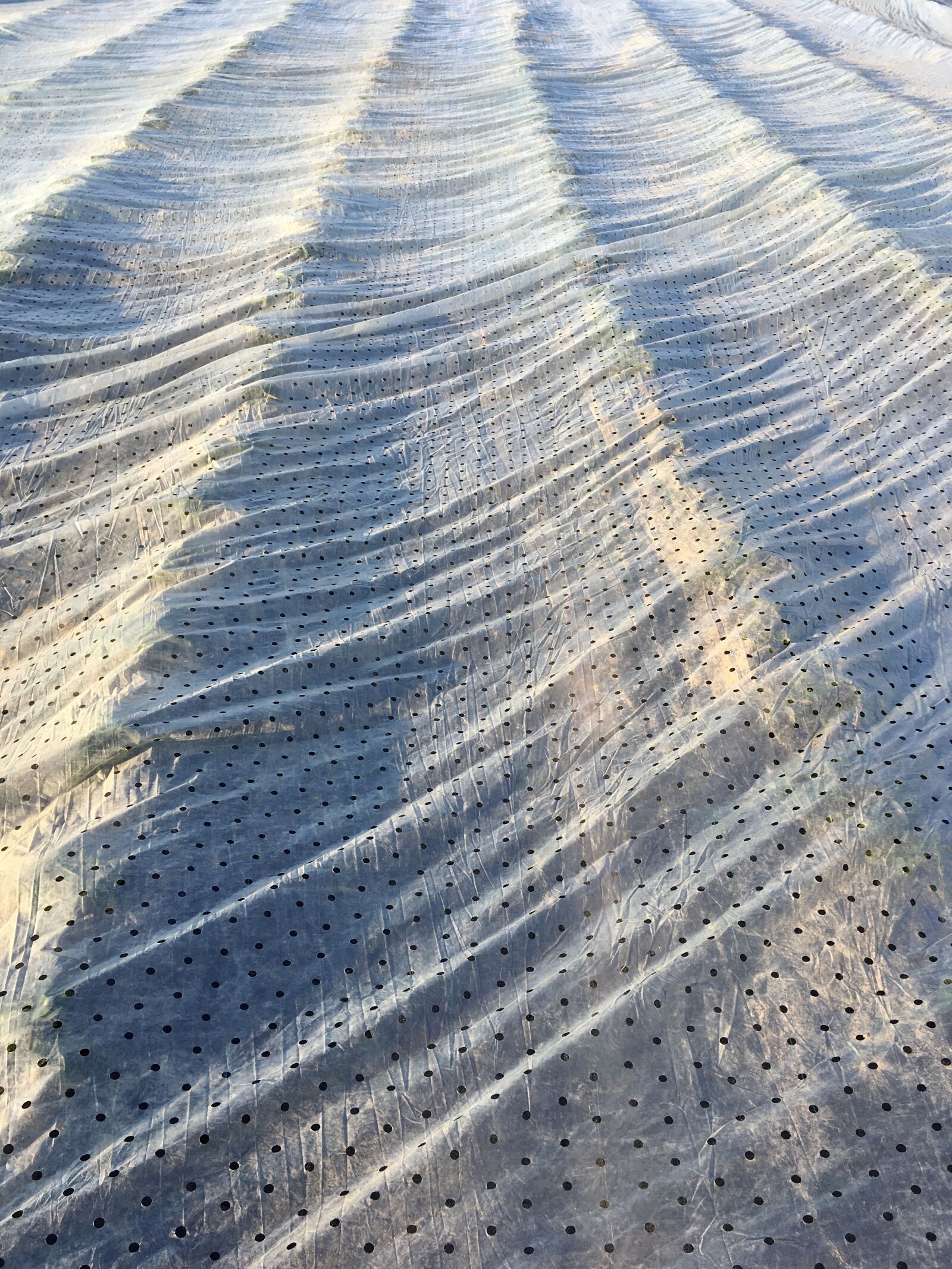 iPhone SE back camera 4.15mm f/2.2 sample photo. Field, wave, nature photography