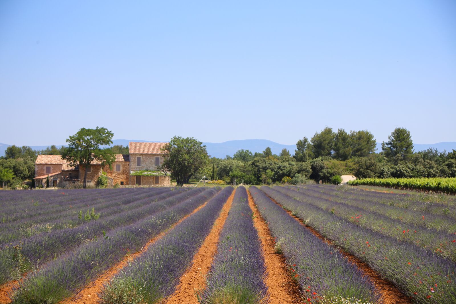 Canon EF 28-80mm f/3.5-5.6 sample photo. Lavender, lavender field, south photography