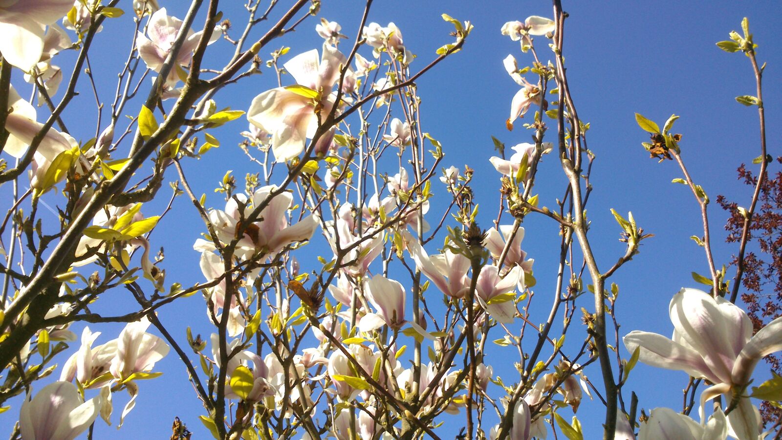 Sony Xperia P sample photo. Blue, sky, blue sky photography