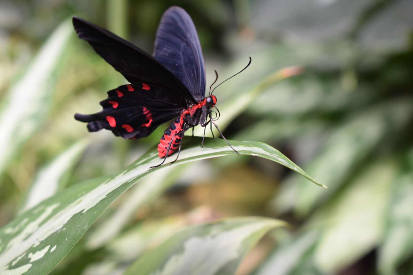 Nikon D3400 sample photo. Butterfly, insect, leaves photography
