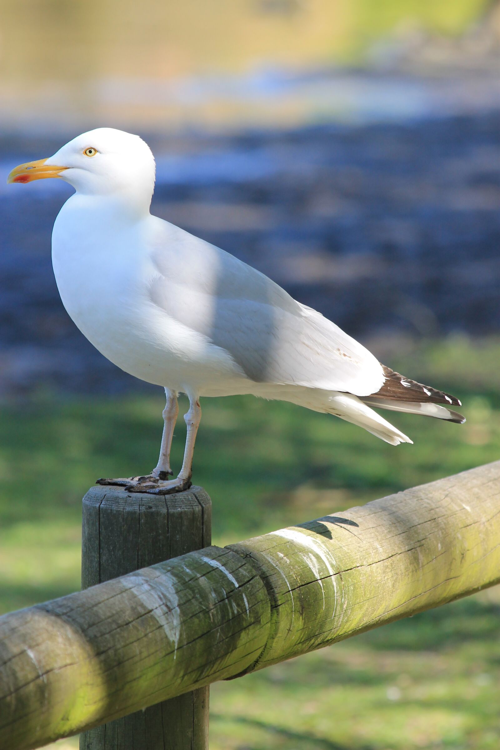 Canon EF 70-300mm F4-5.6 IS USM sample photo. Seagull, bird, nature photography