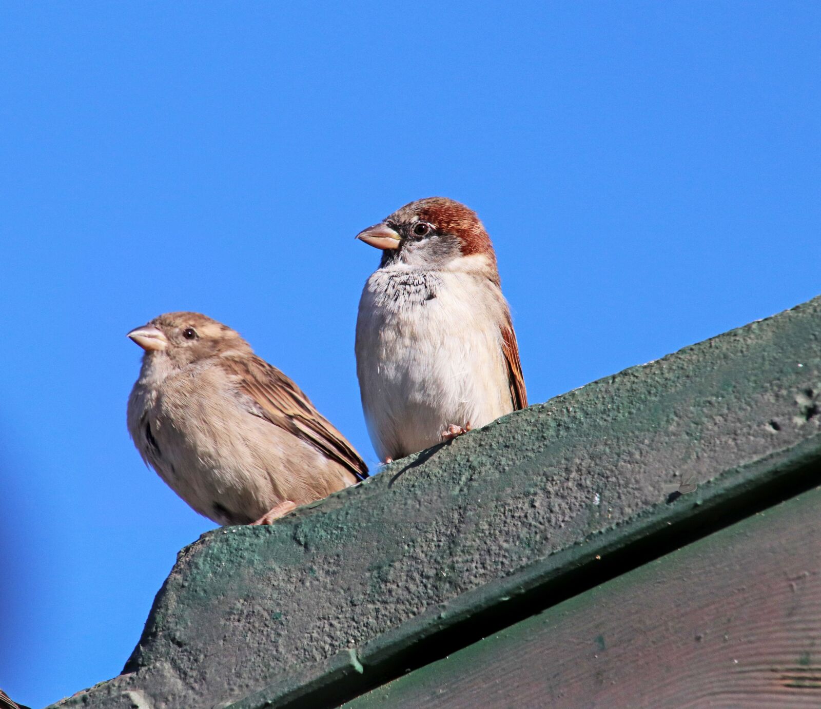 Canon EOS 800D (EOS Rebel T7i / EOS Kiss X9i) sample photo. Birds, sparrows, wildlife photography
