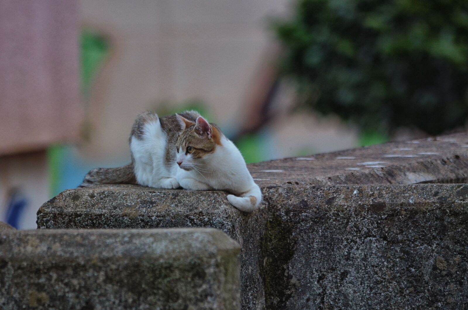 Nikon D5100 sample photo. Animal, domestique, animalier, felin photography