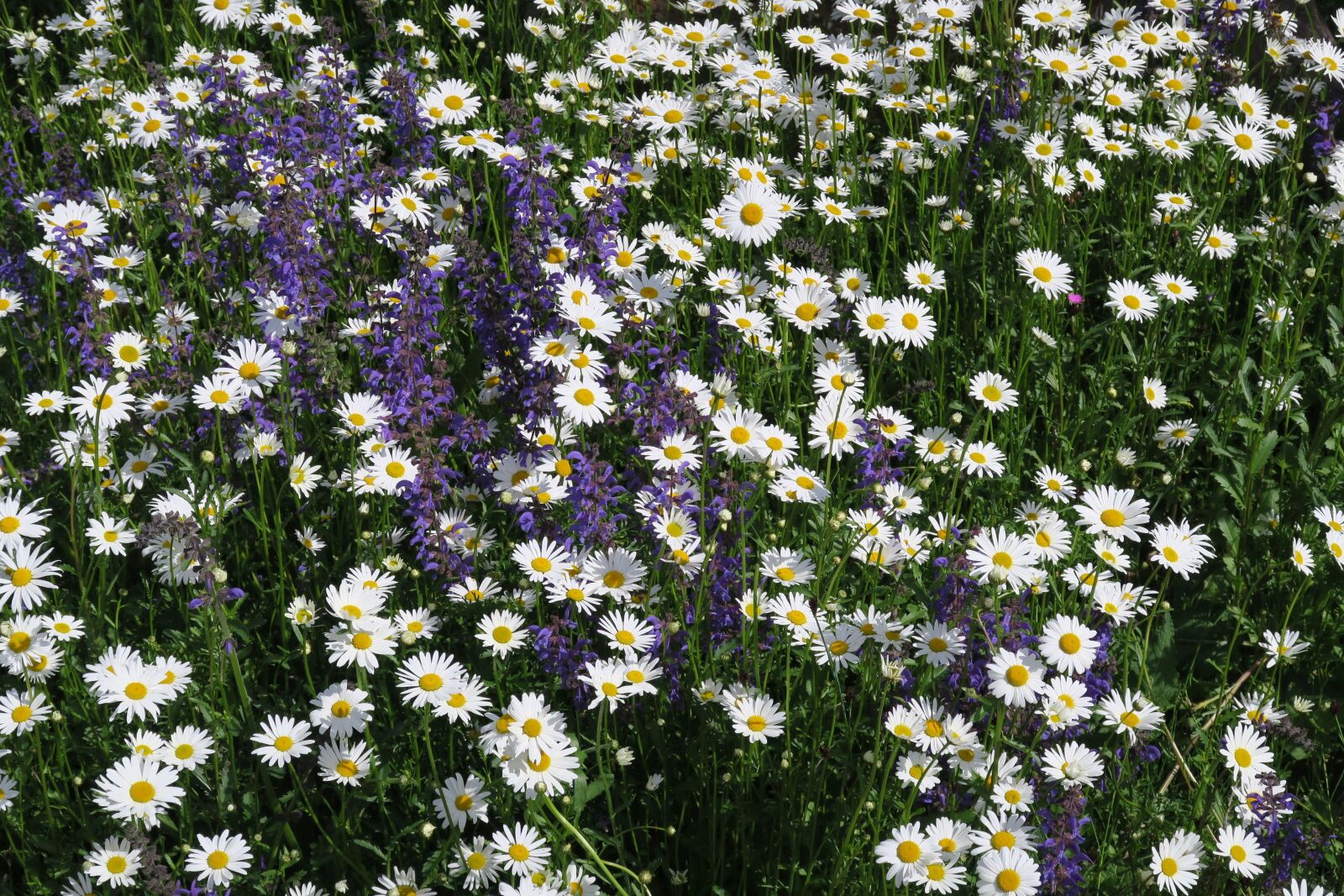 Canon PowerShot G5 X sample photo. Flowers, meadow, marguerite photography