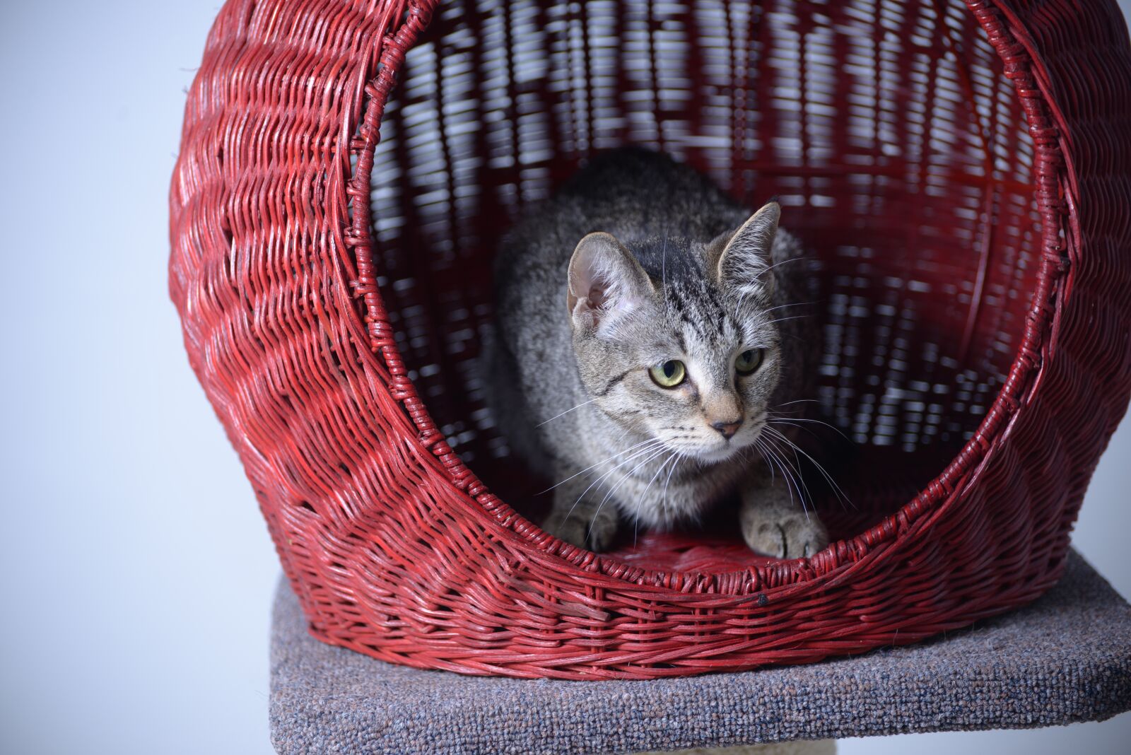Nikon D800 sample photo. Kitten, grey, basket photography