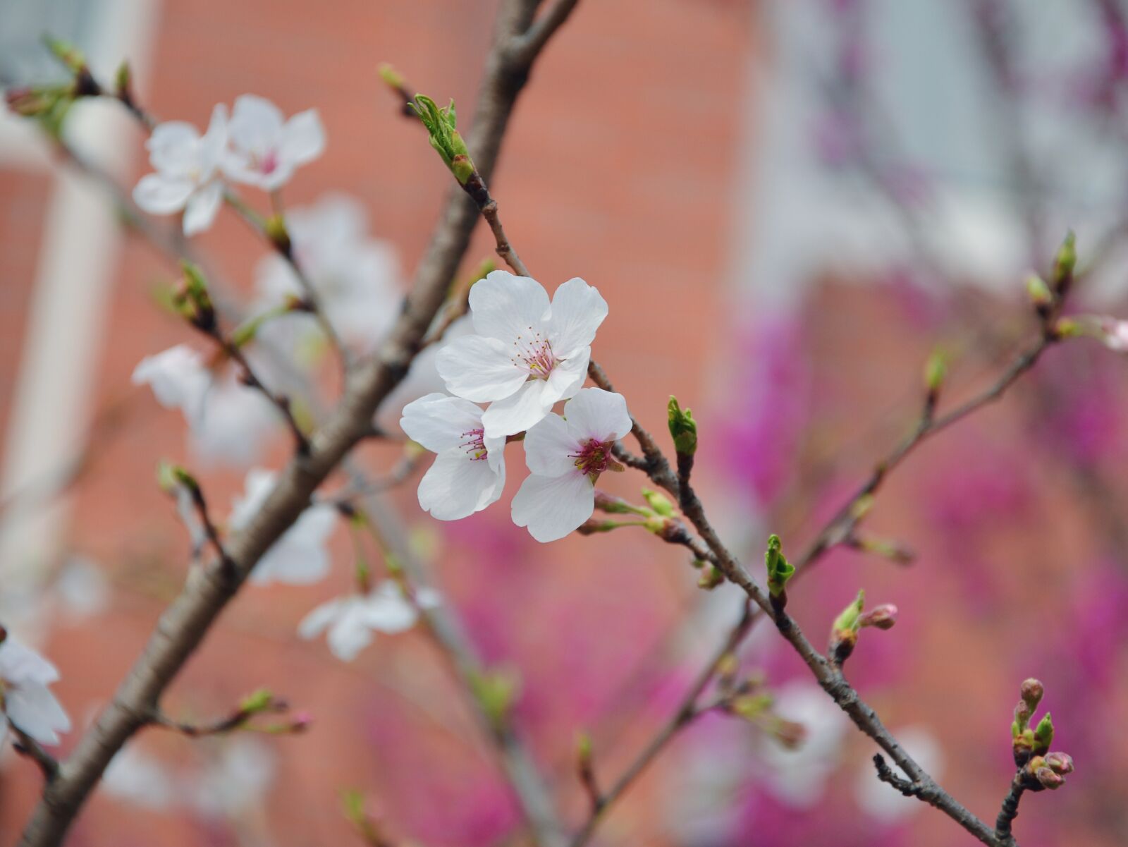 Nikon D7000 sample photo. Flower, plant, natural photography