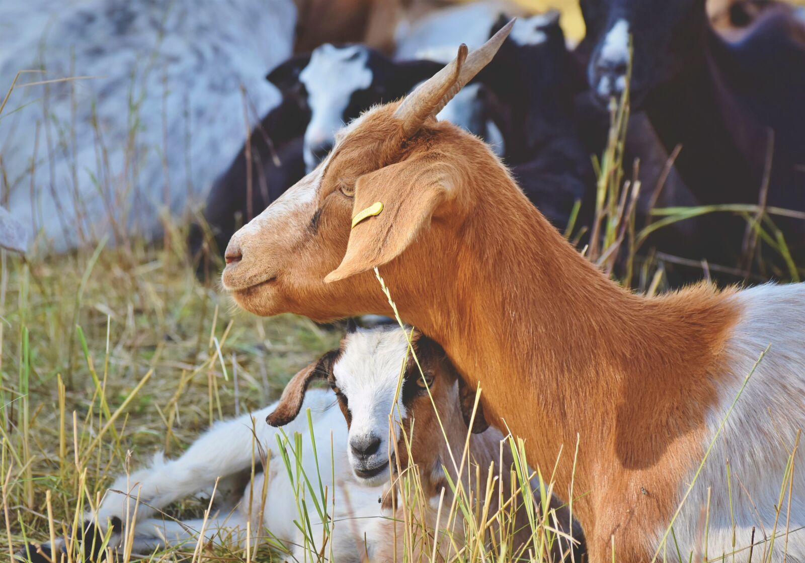 Nikon D7200 sample photo. Goat, prima donna, little photography