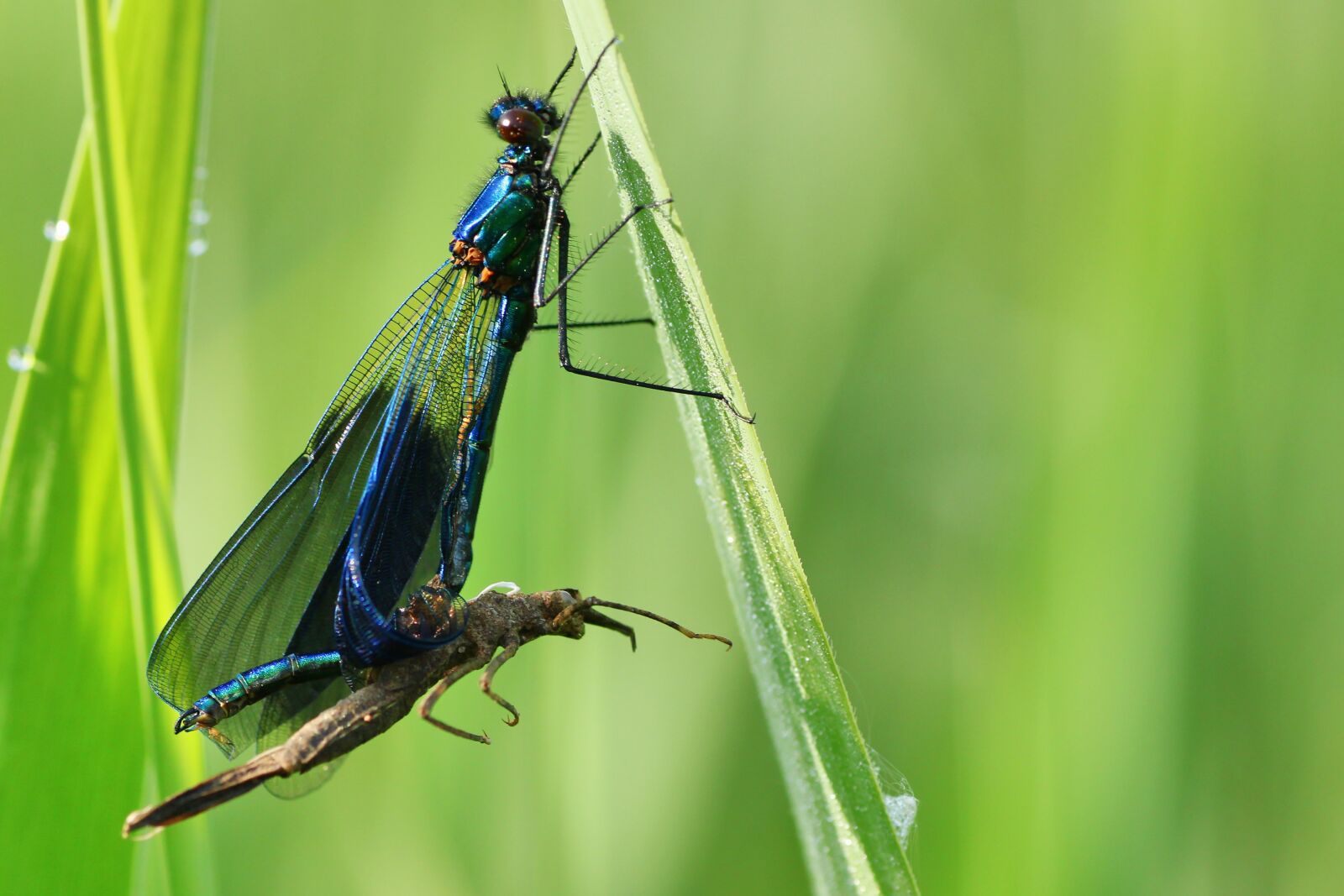 Tamron SP 90mm F2.8 Di VC USD 1:1 Macro sample photo. Dragonfly, skinning, metamorphosis photography