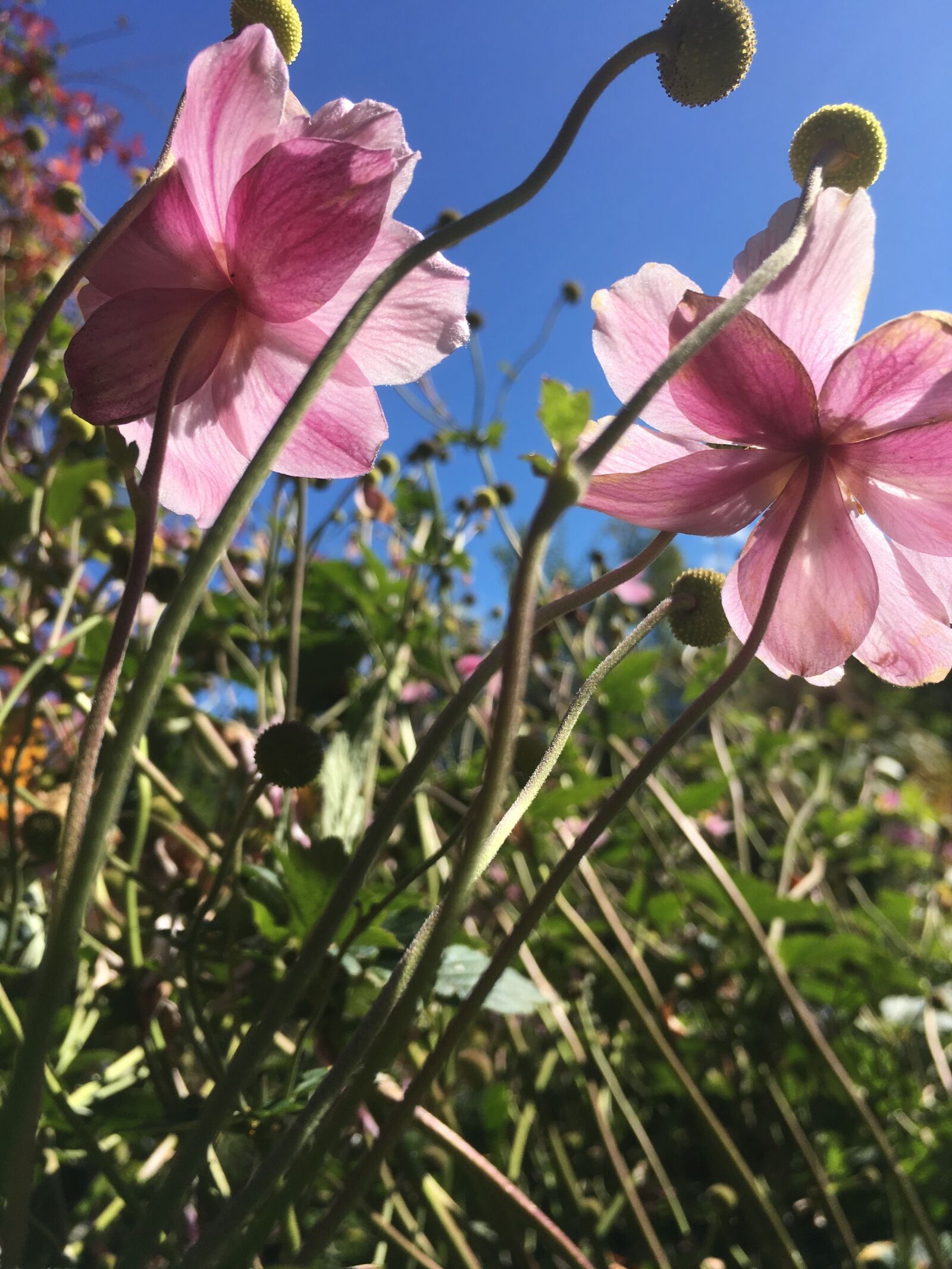 iPhone SE back camera 4.15mm f/2.2 sample photo. Autumn flowers, garden, mallow photography
