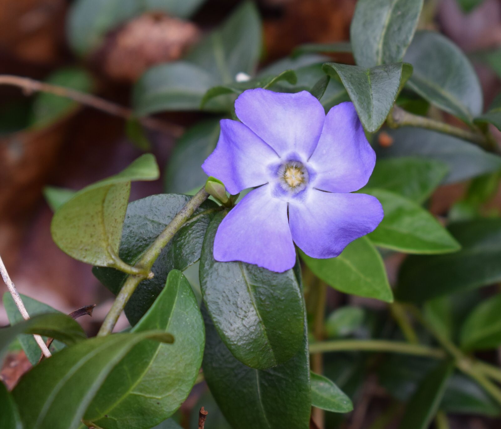 Nikon D3300 sample photo. Periwinkle, ground cover, flower photography