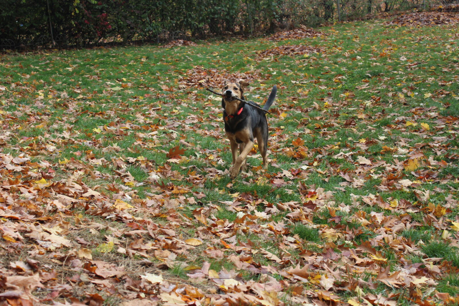 Canon EOS 1200D (EOS Rebel T5 / EOS Kiss X70 / EOS Hi) sample photo. Dog, running, sheperds, stick photography