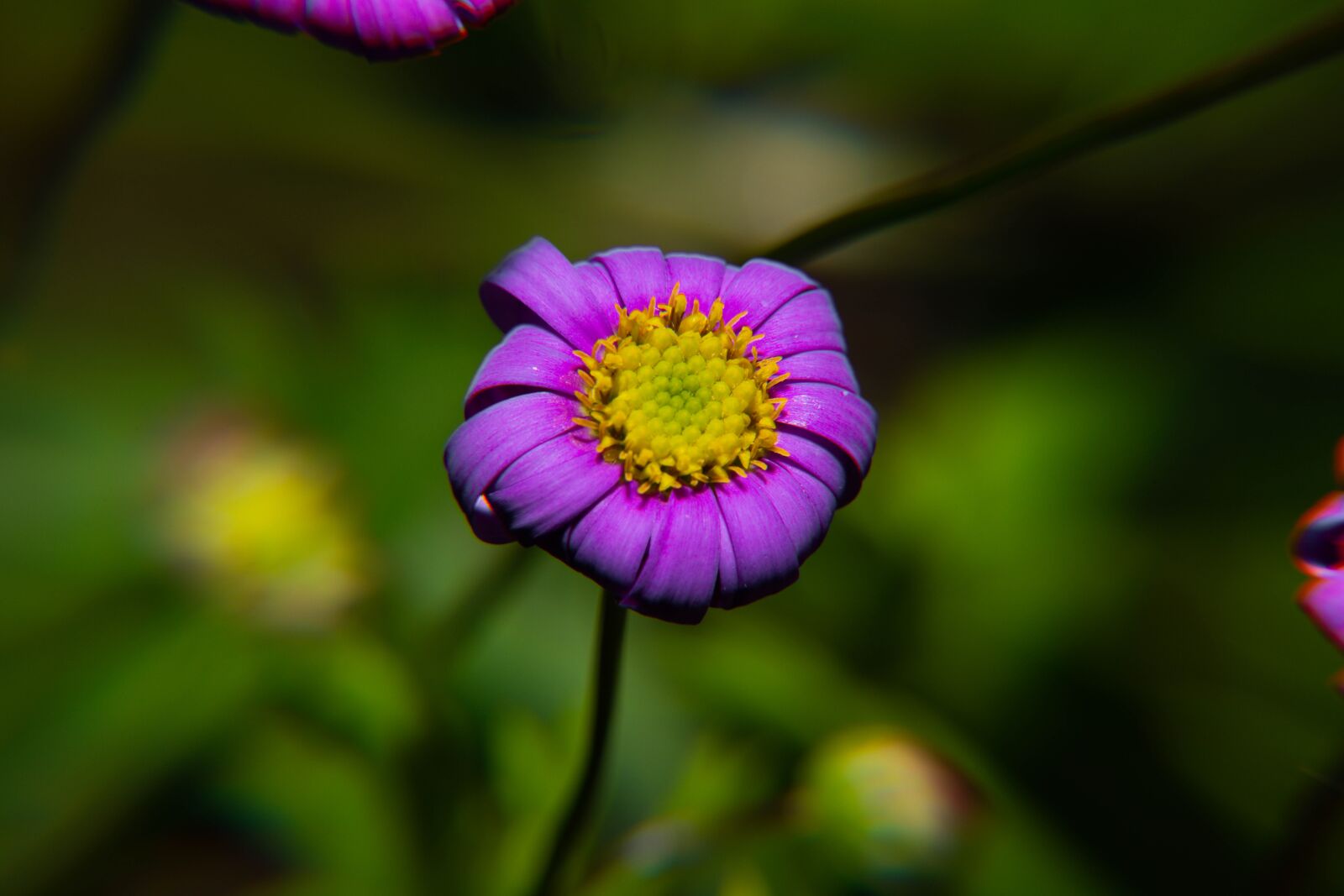 Nikon D850 sample photo. Spring, pollen, yellow photography
