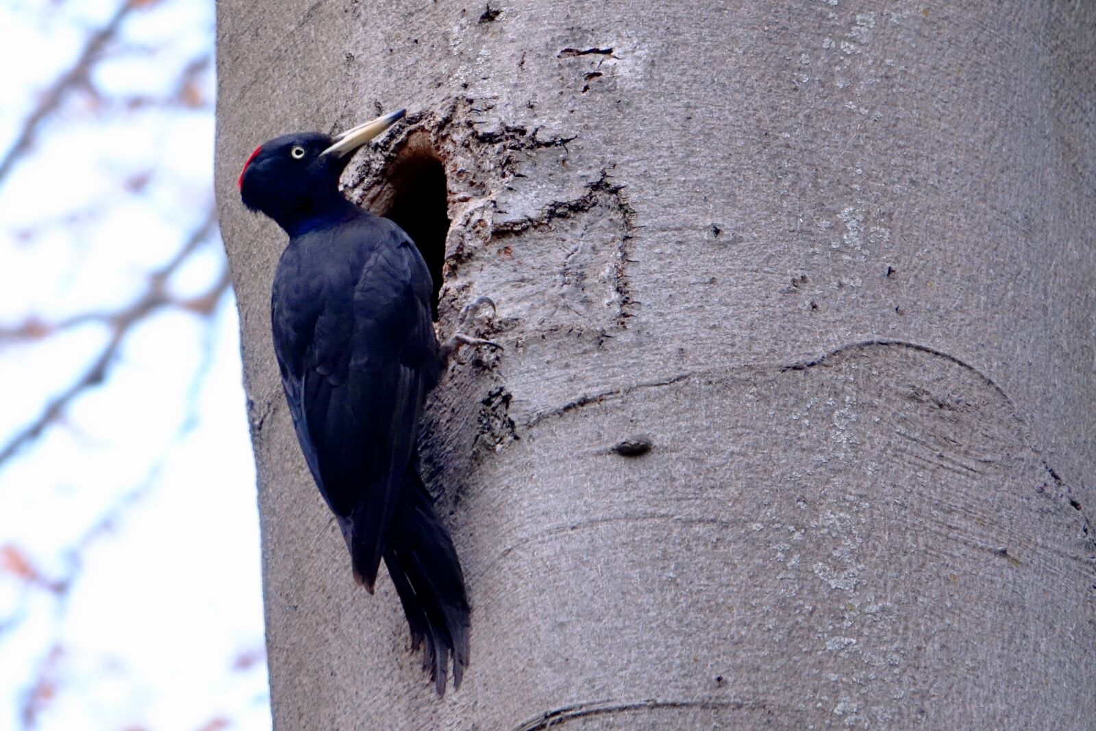 Sony Cyber-shot DSC-RX10 III sample photo. Bird, nature, woodpecker photography