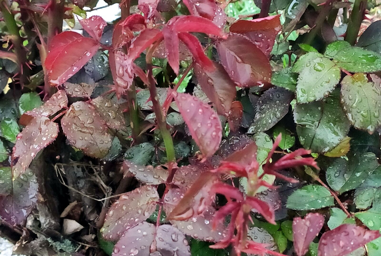 Xiaomi Mi 9T sample photo. Rosebush, garden, leaves photography