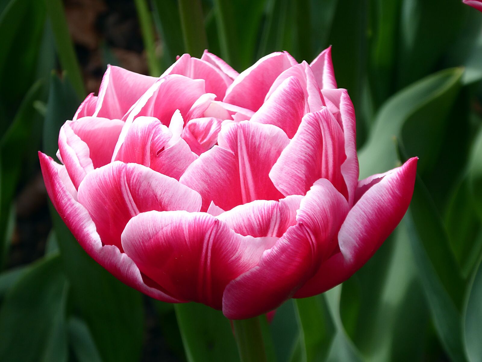 Panasonic Lumix DMC-ZS50 (Lumix DMC-TZ70) sample photo. Tulip, pink, white photography