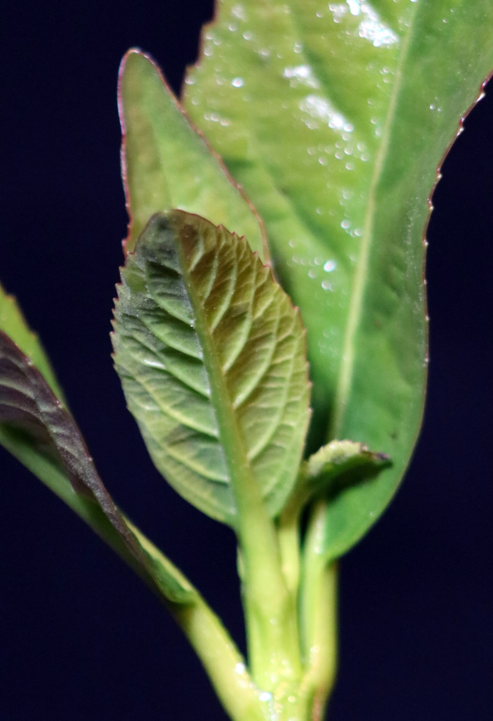 Canon EOS 760D (EOS Rebel T6s / EOS 8000D) sample photo. Plant, background, leaf photography
